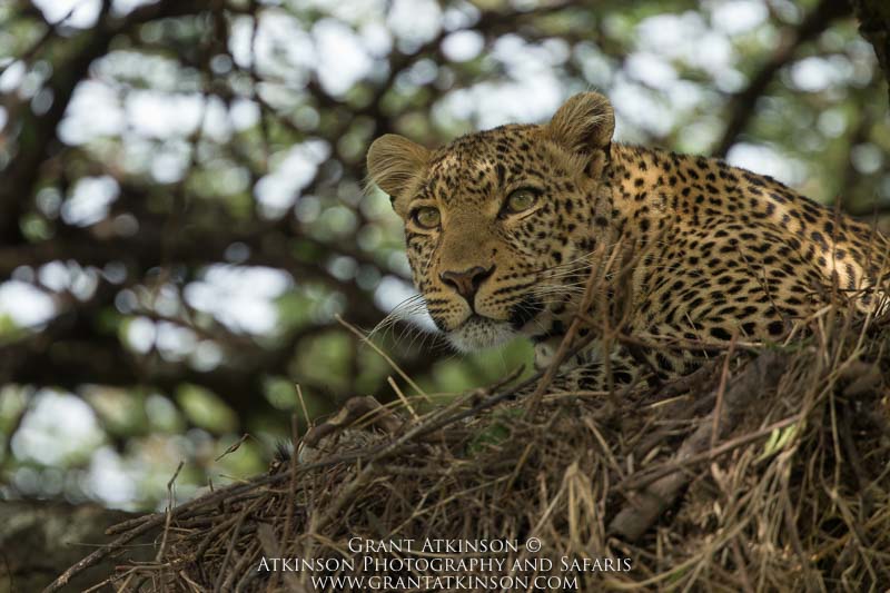 Leopard - Copyright © Helena Atkinson